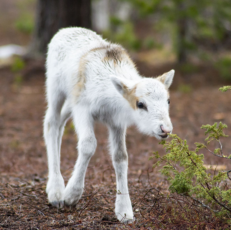 Renars Reksna Om renar och renskötsel - Kiruna Lappland